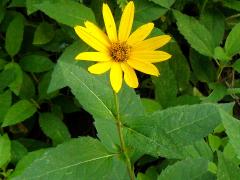 (Woodland Sunflower)