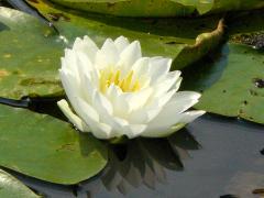 (Fragrant Water Lily)