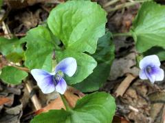 (Common Blue Violet) f priceana