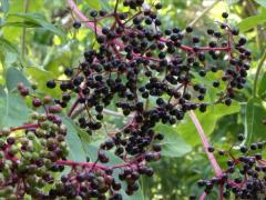 (Elderberry) fruit