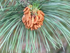 (Autrian Pine) pollen cone