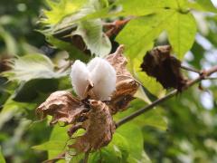 (Tree Cotton)
