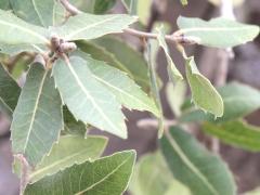 (Kermes Oak) leaves