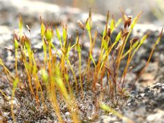 (Wall Screw-Moss) sporophytes