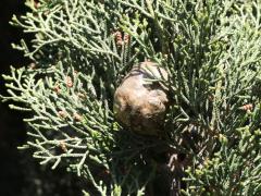 (Mediterranean Cypress) female cone
