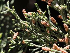 (Mediterranean Cypress) male cones