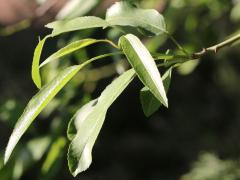 (Almond) leaves