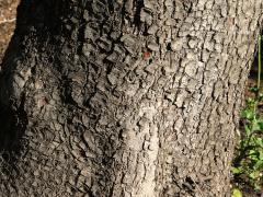 (Carob Tree) trunk