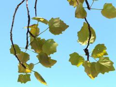 (White Poplar) leaves