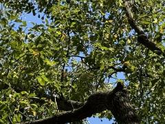 (Camphor Tree) leaves