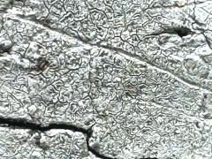 (Formosan Sweetgum) Graphidaceae Script Lichen on Formosan Sweetgum