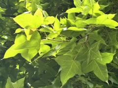 (Formosan Sweetgum) leaves