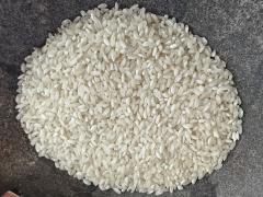 (Asian Rice) indica Zailai