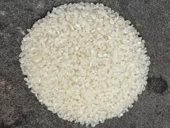 (Asian Rice) japonica Penglai
