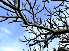 (Frangipani) branches