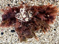 (Laurencia Red Algae) underside