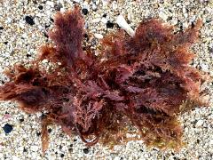 (Laurencia Red Algae) upperside