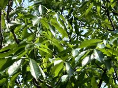 (Silk Floss Tree) leaves