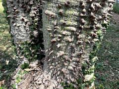(Silk Floss Tree) trunk