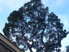 (Stone Pine) Vatican