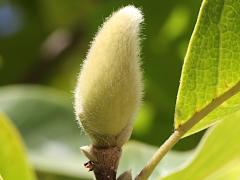 (Southern Magnolia) bud