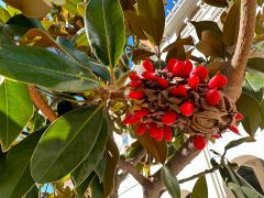 (Southern Magnolia) fruit