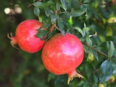 (Pomegranate) fruit