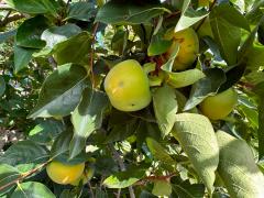 (Japanese Persimmon) fruit