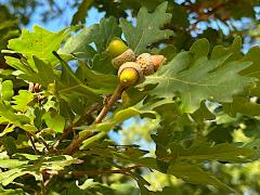 (Downy Oak) leaves