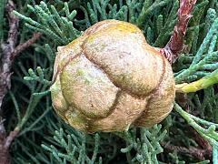 (Mediterranean Cypress) fruit