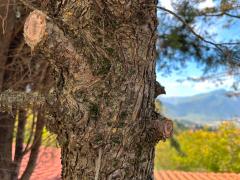 (Mediterranean Cypress) trunk