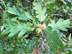 (Downy Oak) acorns