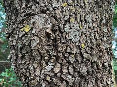 (Downy Oak) trunk