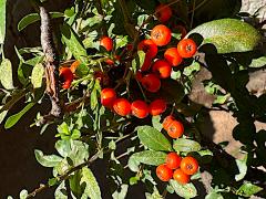 (Firethorn) fruit