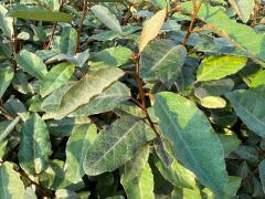 (Oleaster) leaves