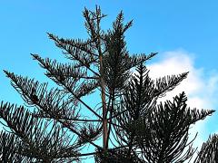 (Norfolk Island Pine) branches