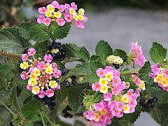 (Common Lantana) flowers