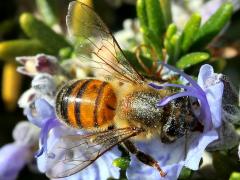 (Rosemary) European Honey Bee on Rosemary