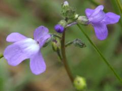 (Blue Toadflax)