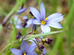 (White Blue-eyed Grass) flower