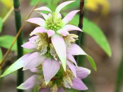(Spotted Beebalm)