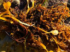 (Giant Kelp) plant