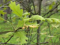 (Black Oak) leaves