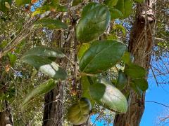 (California Live Oak) leaves