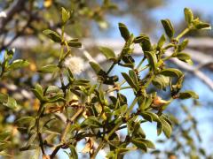 (Creosote Bush) leaves