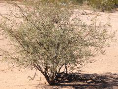 (Velvet Mesquite) bush