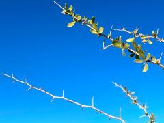 (Arizona Desert-Thorn) twigs