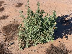(Desert Globemallow) plant