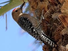 Gila Woodpecker male on Date Palm