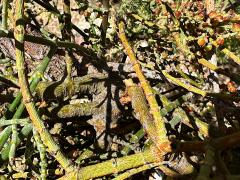 (Catclaw Acacia) Mesquite Mistletoe bark on Catclaw Acacia